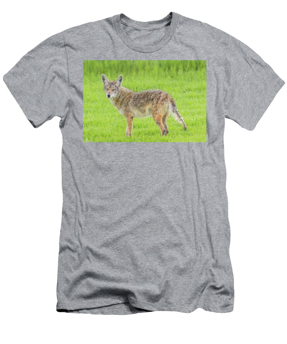 Coyote Stare Marc Crumpler T-Shirt