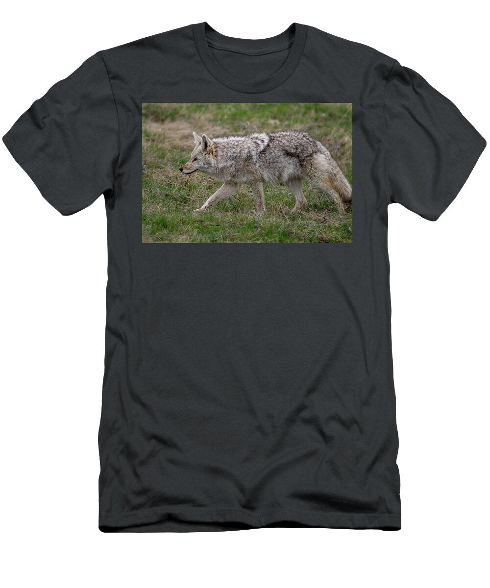 Coyote Strolling in the Field Paul Freidlund T-Shirt