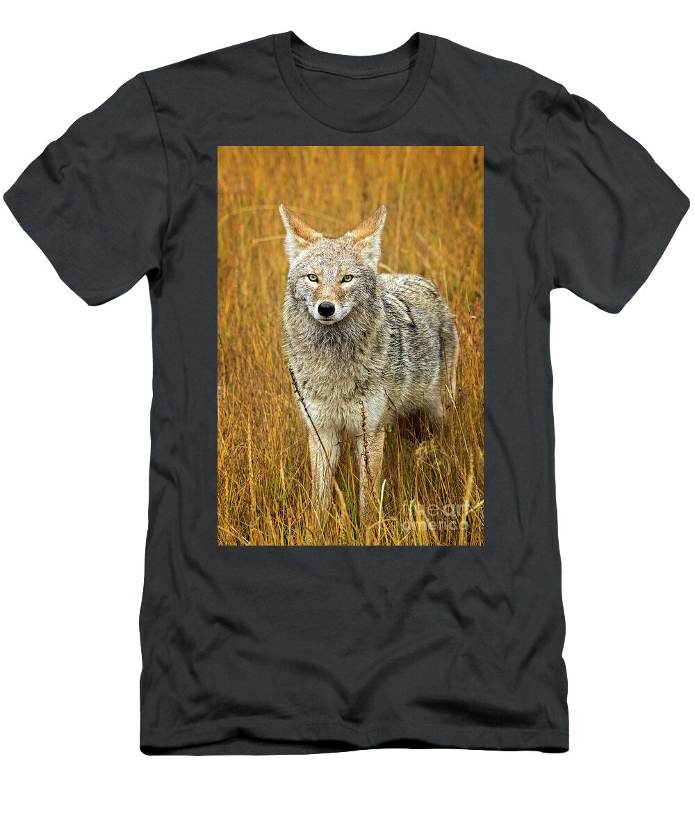 Coyote Todd Bielby T-Shirt