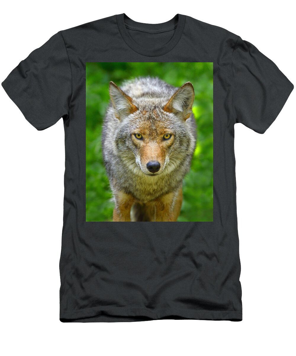 Coyote Tony Beck T-Shirt