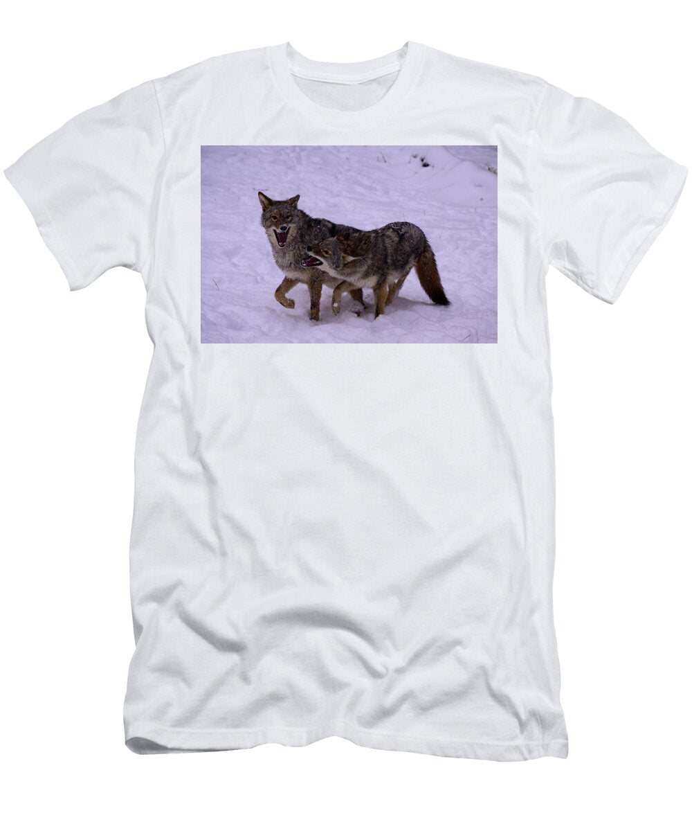 Coyotes Playing in Snow Lynda Fowler T-Shirt