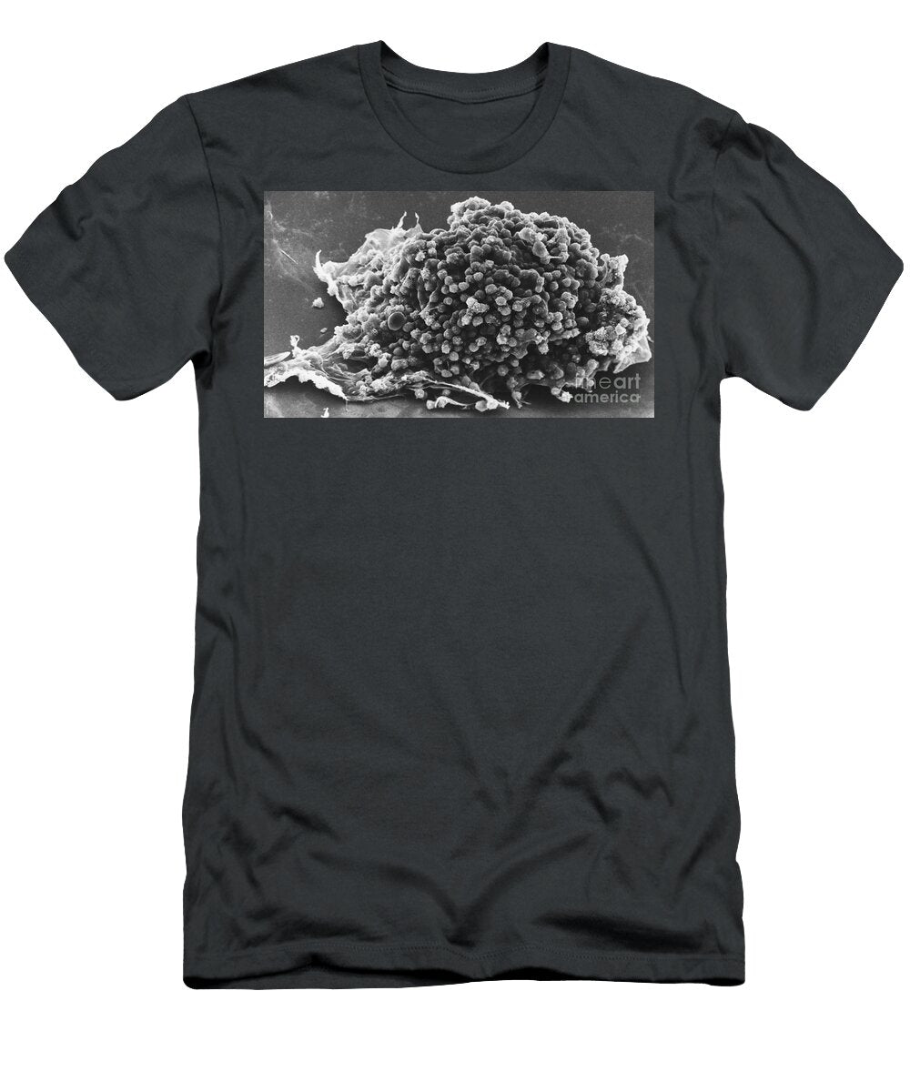 Cumulus Cells of Hamster Egg Cell Sem David M Phillips T-Shirt