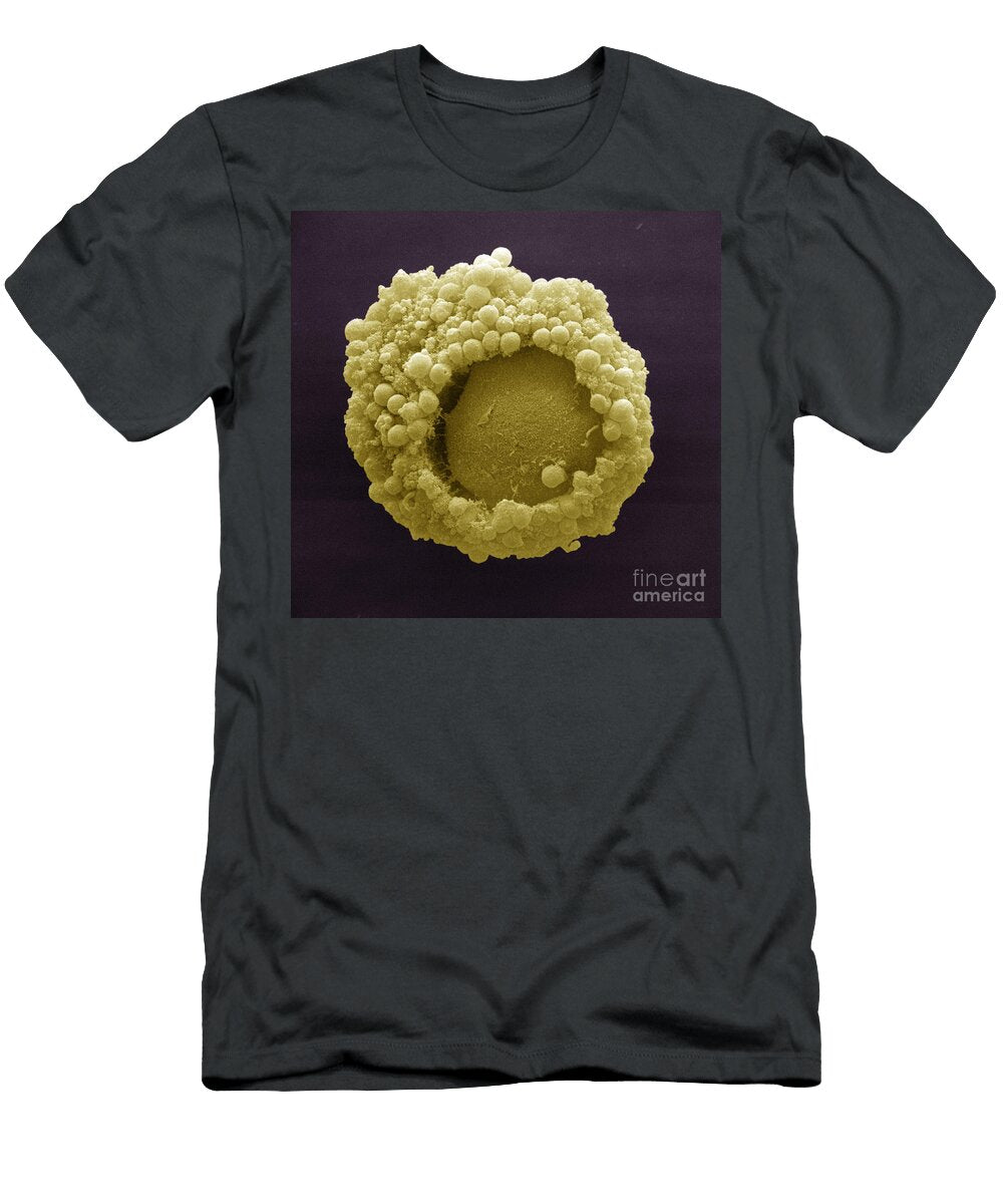 Cumulus Oophorus Cells David M Phillips T-Shirt