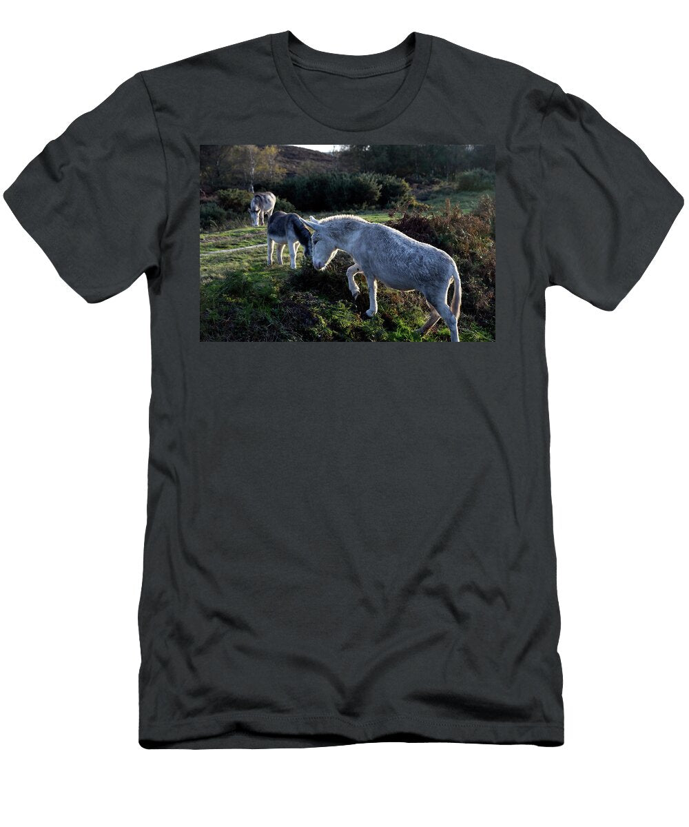 Donkey Crossing Heathland in Golden Hour Sun Dorset England Loren Dowding T-Shirt