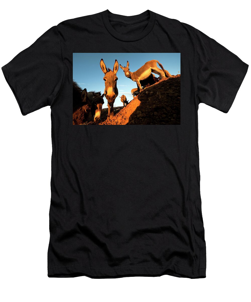 Donkeys Stipe Surac T-Shirt