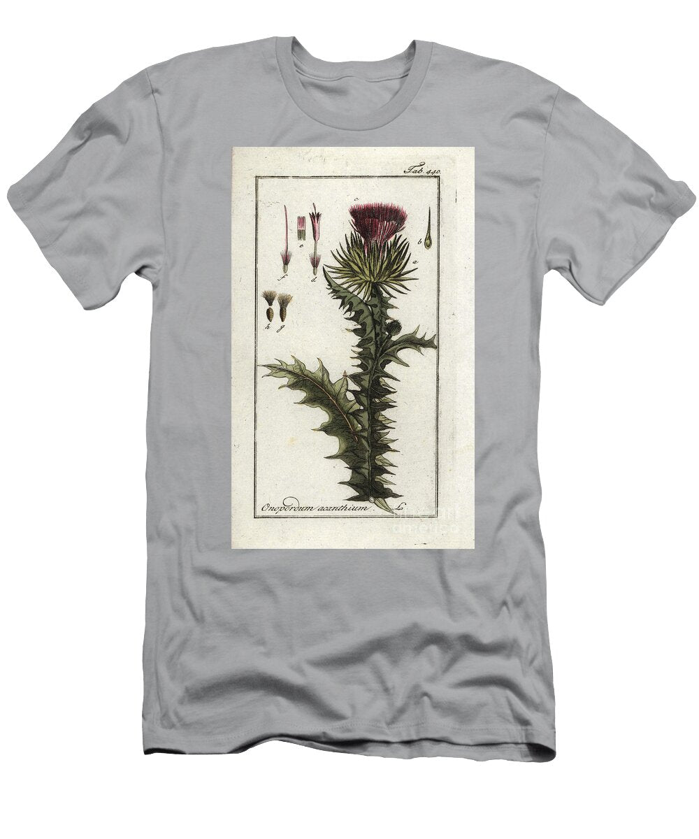 Donkeys Thistle or Onopordon False Acanth V European School T-Shirt
