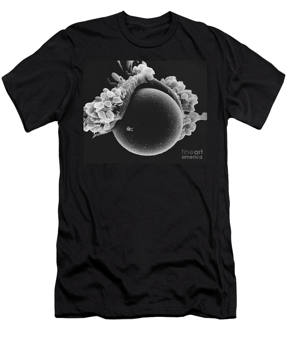 Egg Cell in Hamster Sem David M Phillips T-Shirt