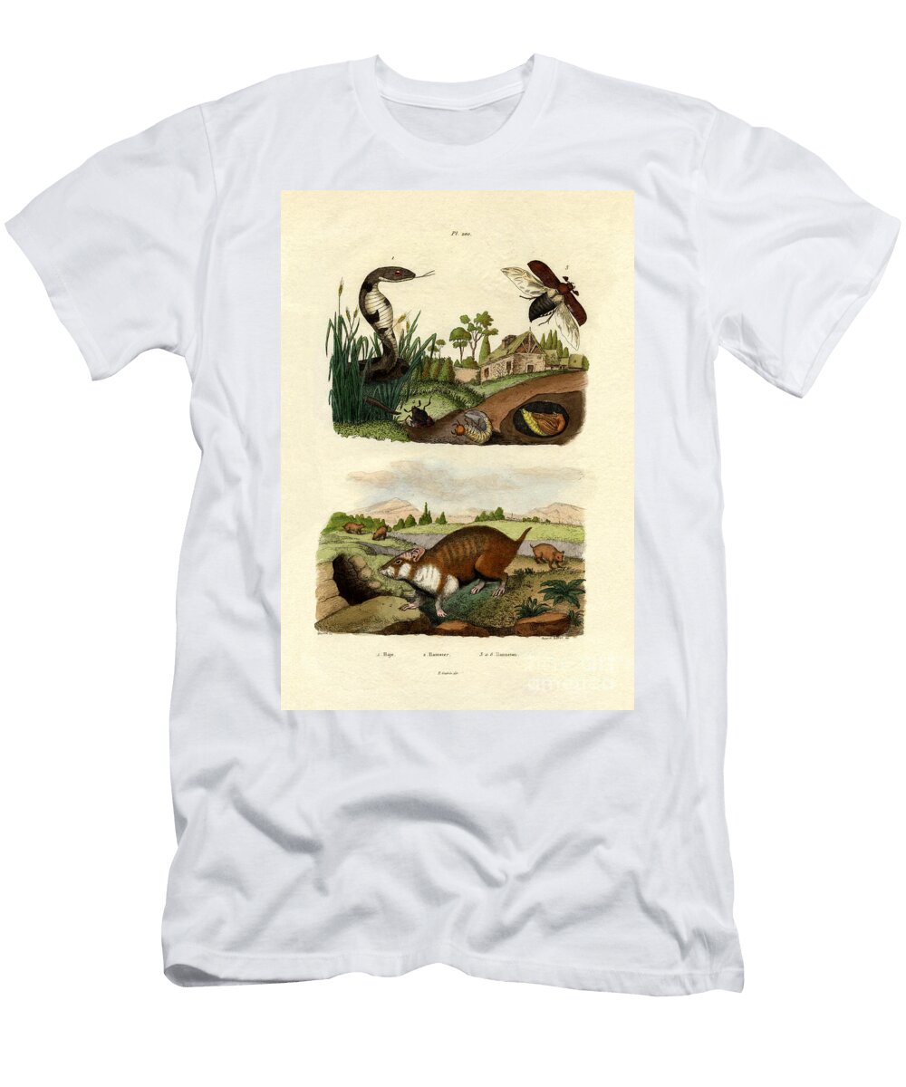 Egyptian Cobra 1833 39 French School T-Shirt