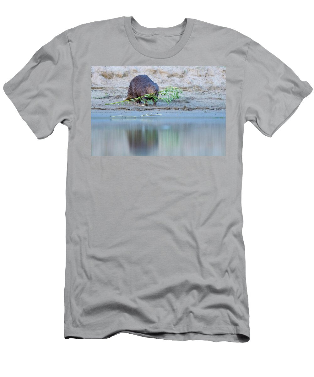 Eurasian Beaver a Reintroduced Species Carrying Branch in Staffan Widstrand Natureplcom T-Shirt