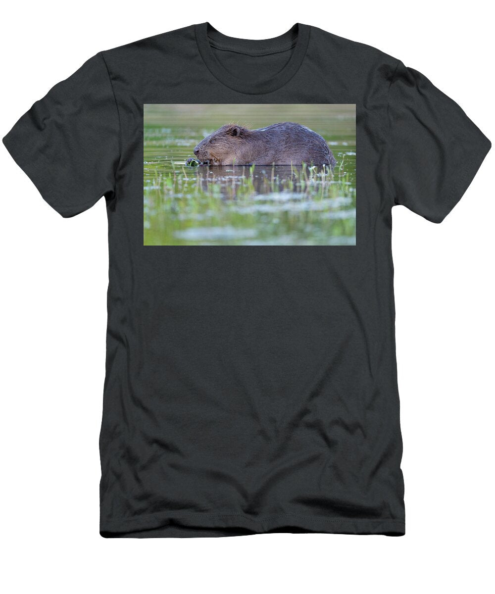 Eurasian Beaver a Reintroduced Species Feeding in Shallow Staffan Widstrand Natureplcom T-Shirt