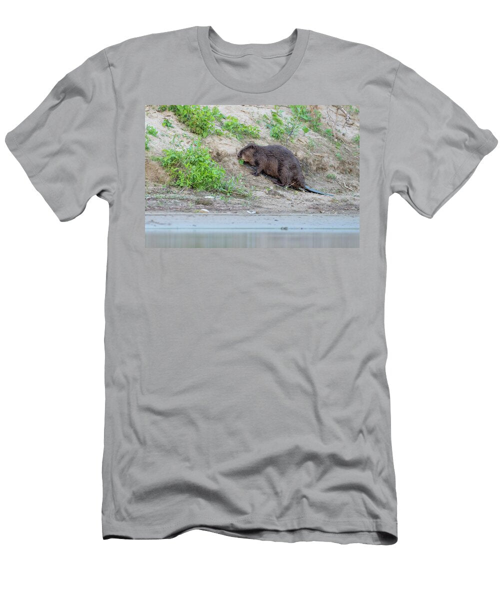 Eurasian Beaver a Reintroduced Species Feeding on Staffan Widstrand Natureplcom T-Shirt