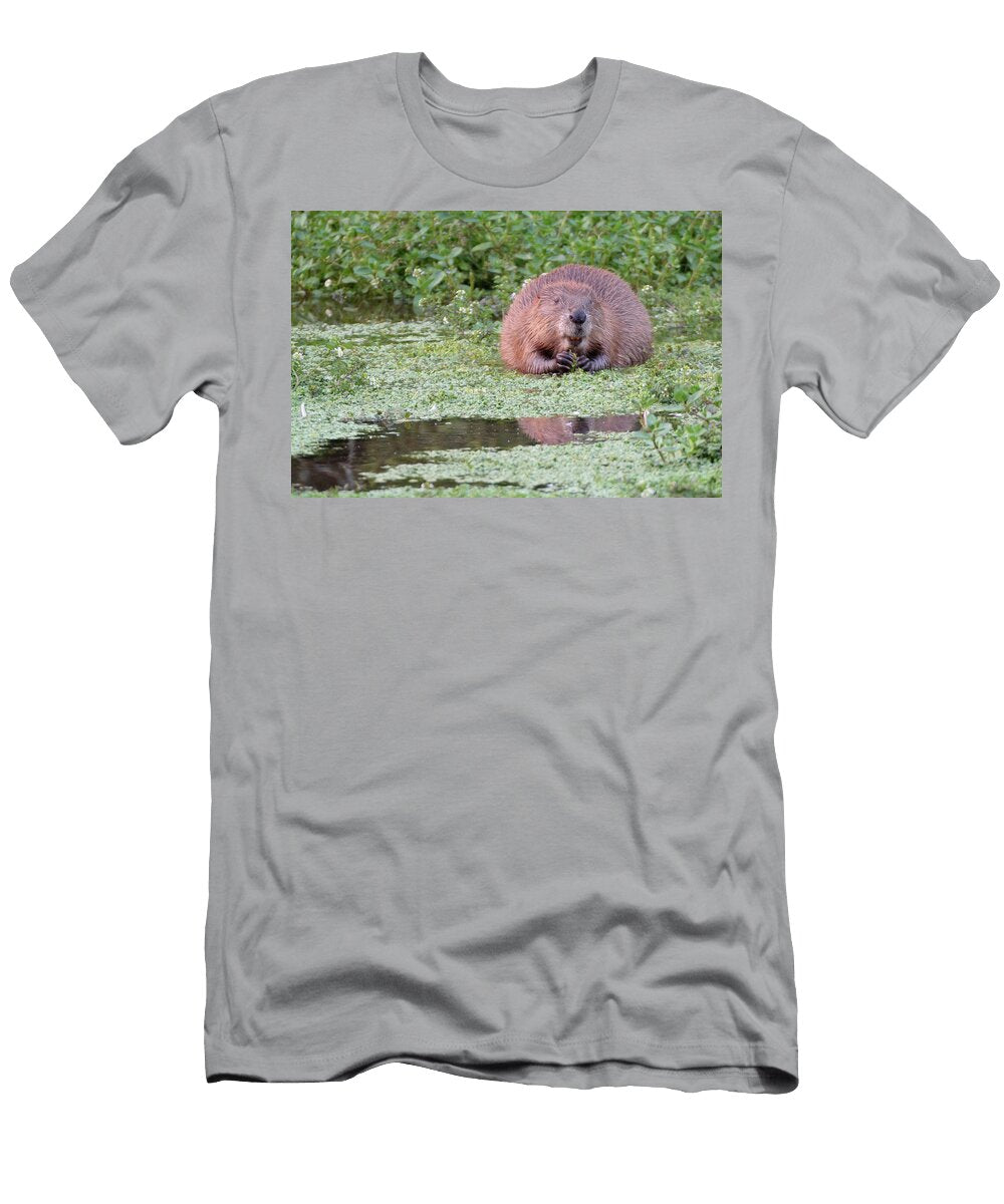 Eurasian Beaver Female Grazing Aquatic Vegetation At Dusk Nick Upton Natureplcom T-Shirt