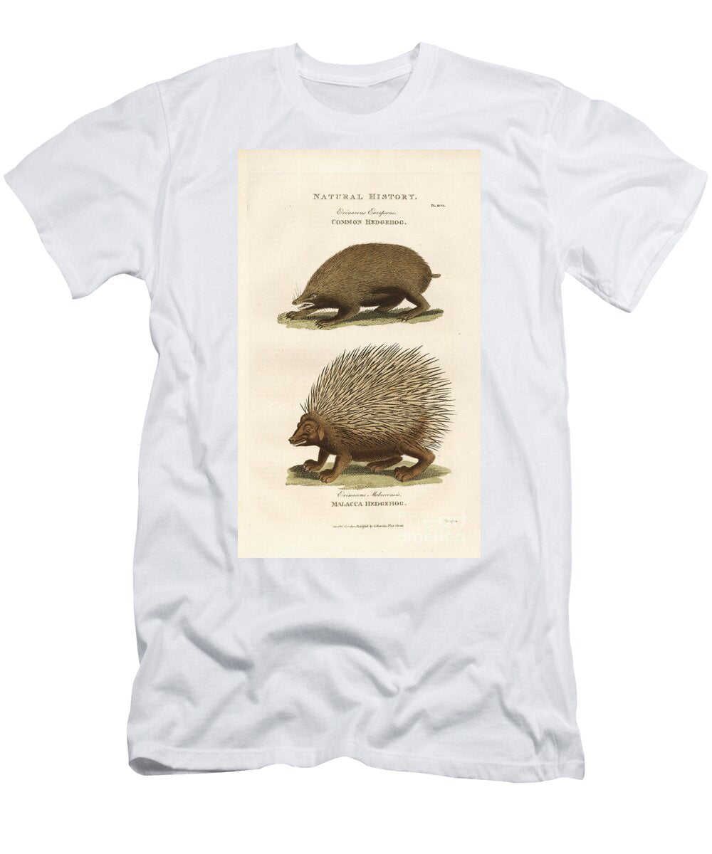 European and Malayan Hedgehog 1813 Engraving Unknown Artist T-Shirt