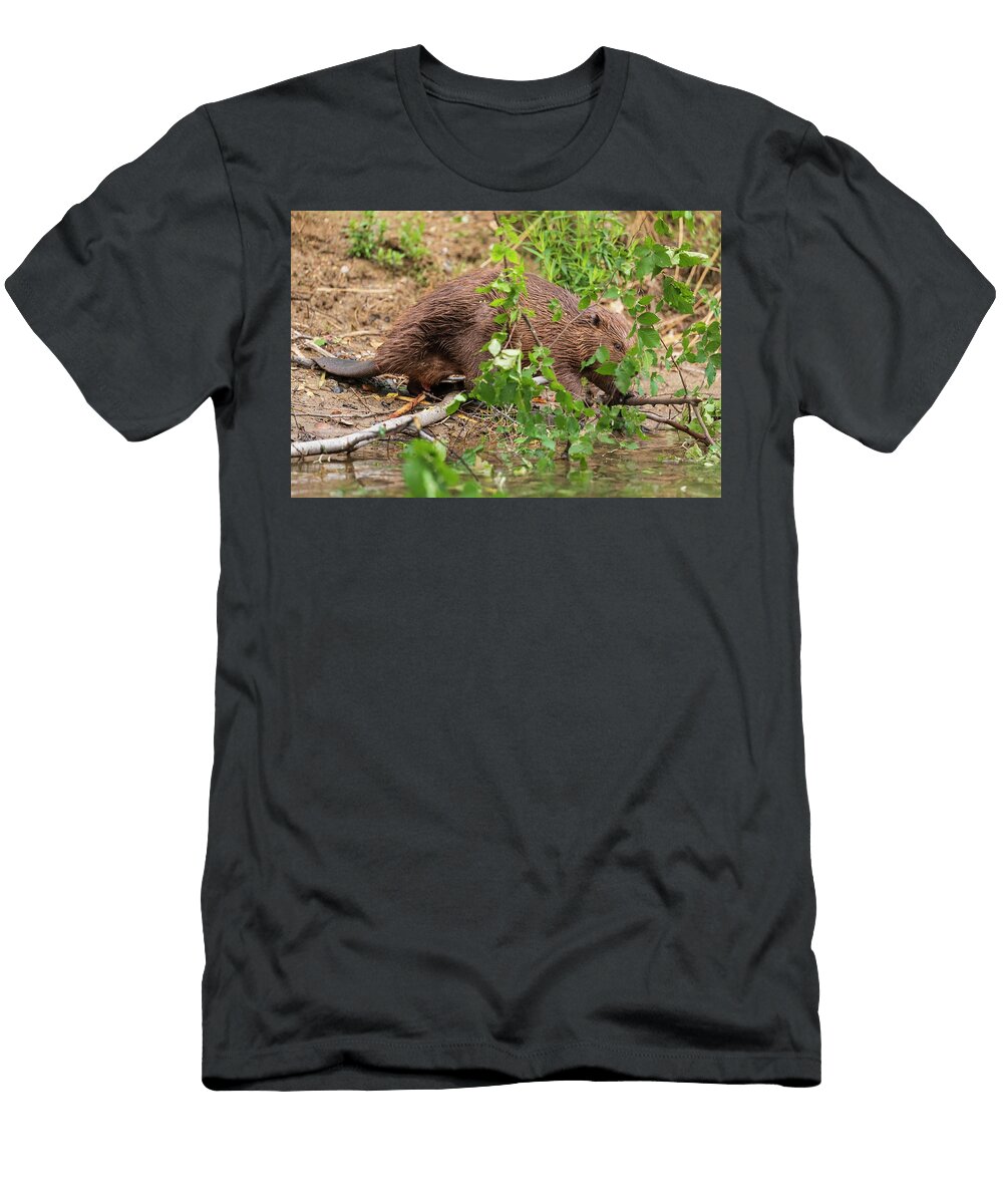 European Beaver Alhama River Ebro Valley Navarra Eduardo Blanco Natureplcom T-Shirt