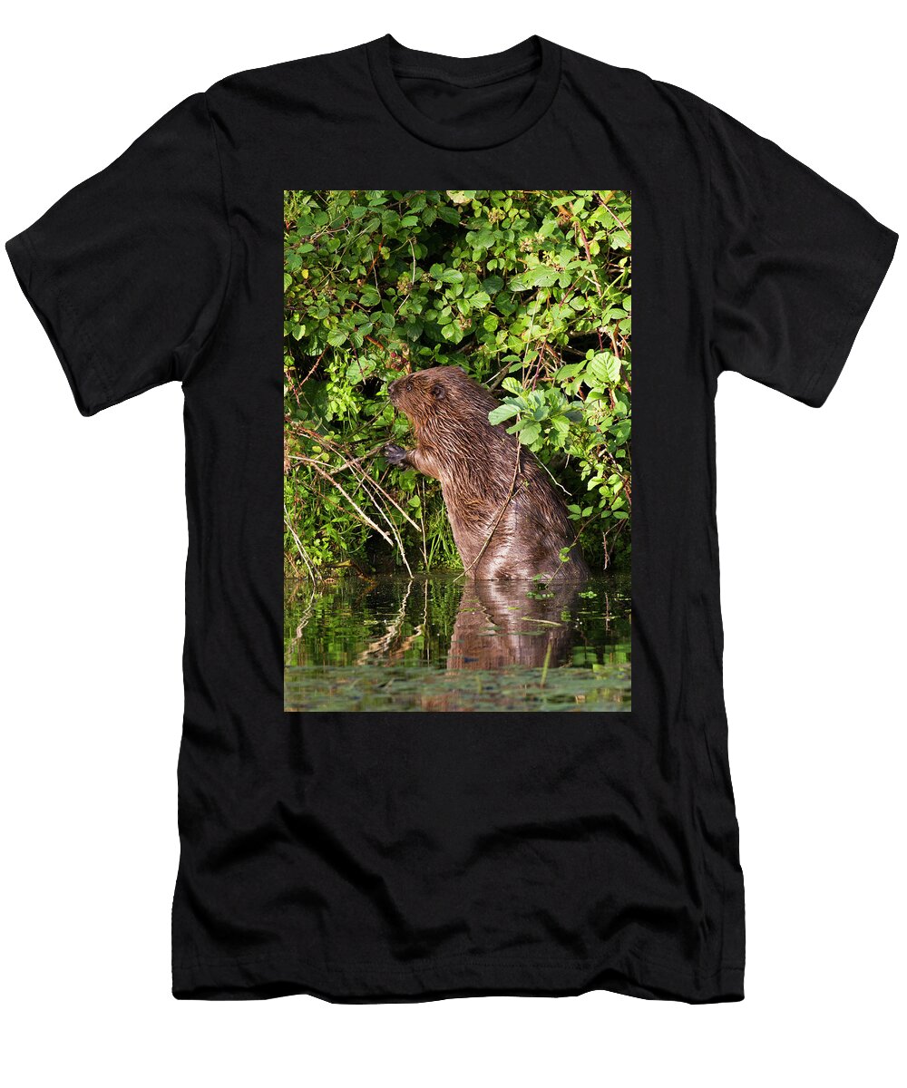 European Beaver Eating Blackberries By Standing on Its Hind David Woodfall Natureplcom T-Shirt