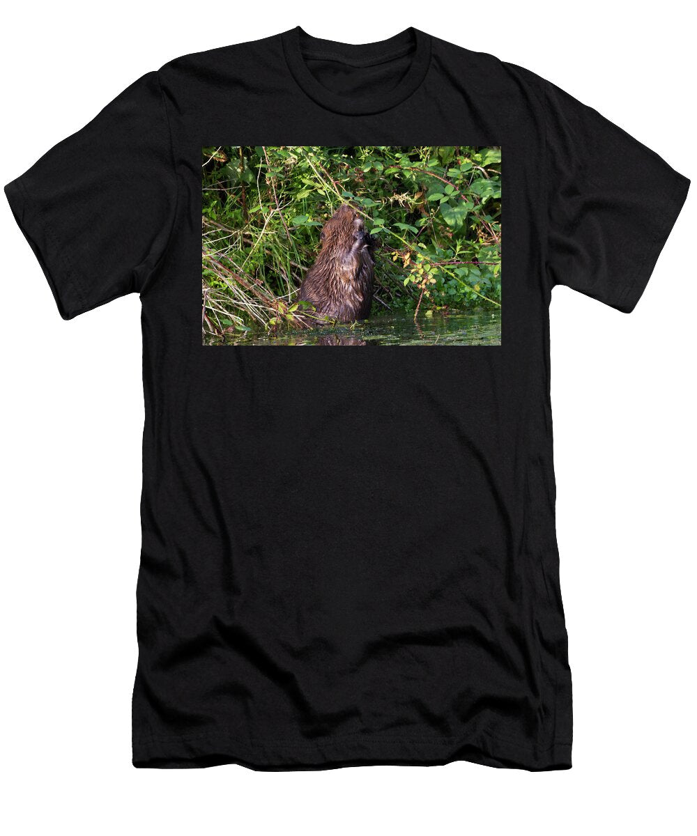European Beaver Eating Blackberries N Captive Breeding David Woodfall Natureplcom T-Shirt