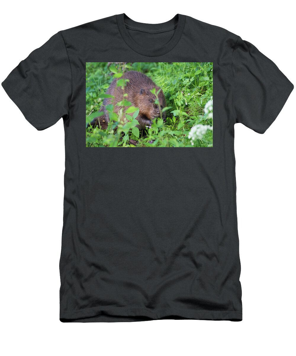 European Beaver Eating Willow At Edge of Wetland Captive David Woodfall Natureplcom T-Shirt
