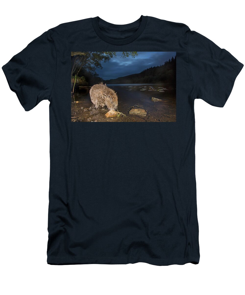European Beaver Feeding At Night Knapdale Forest Argyll Pete Cairns Natureplcom T-Shirt