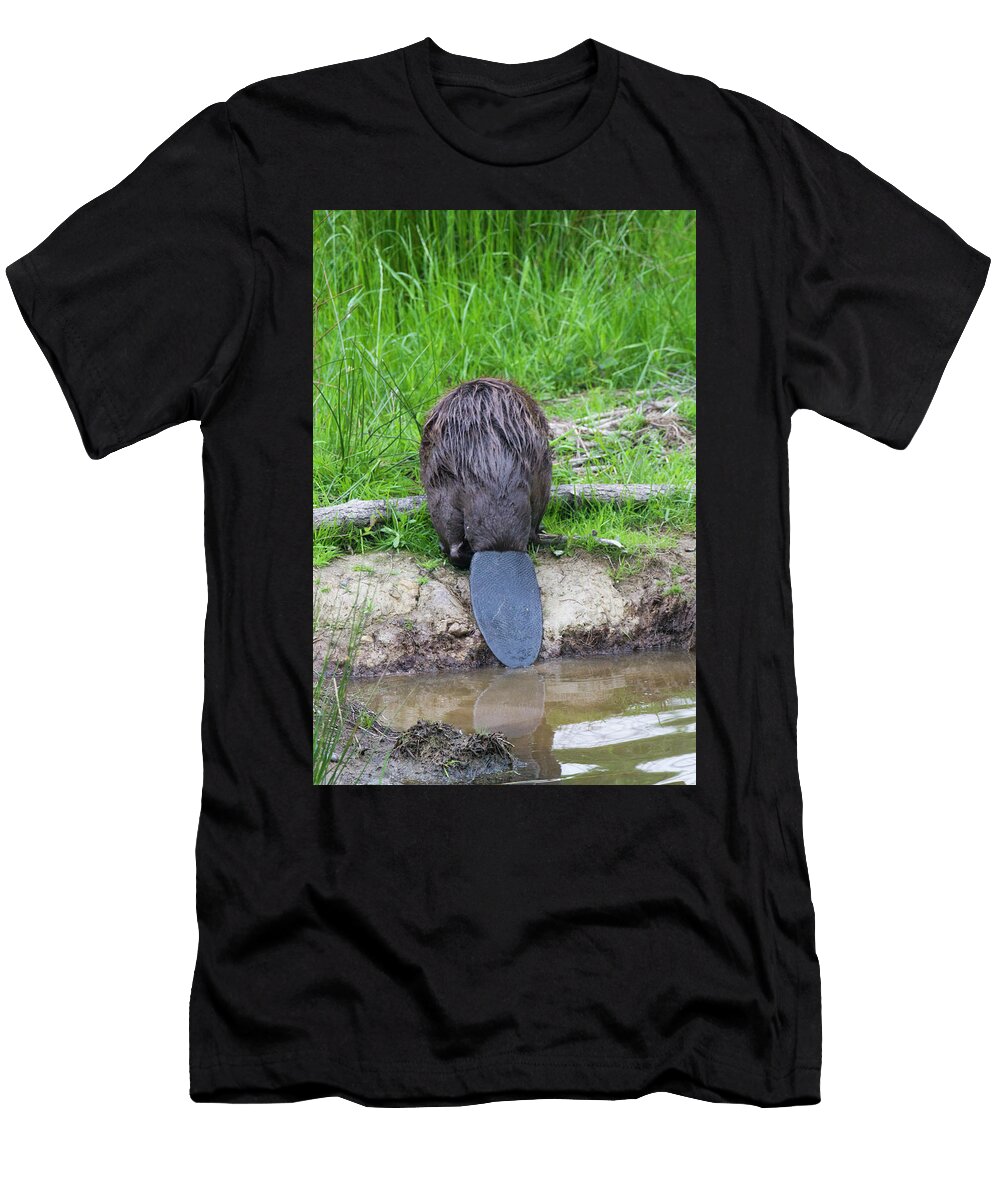 European Beaver Rear View in Wetlands in Captive Breeding David Woodfall Natureplcom T-Shirt