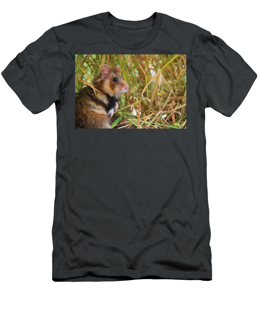 European Hamster in a Ripe Wheat Field Limburg the Edwin Giesbers Natureplcom T-Shirt