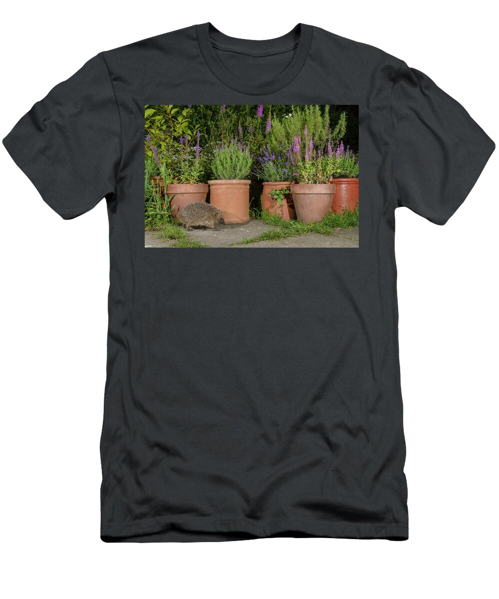 European Hedgehog in Urban Garden Manchester Terry Whittaker Natureplcom T-Shirt