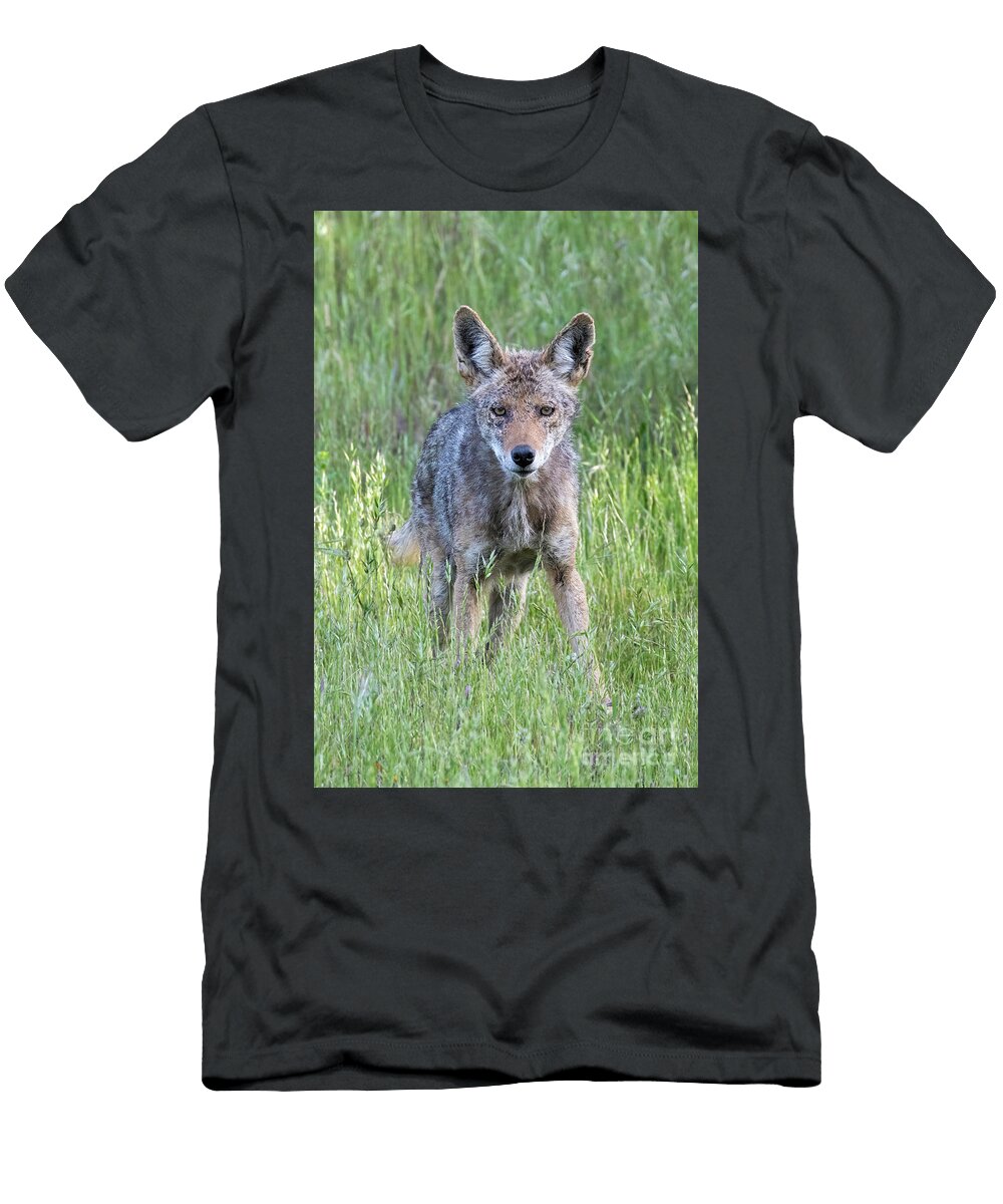 Eyes of the Meadow a Watchful Coyote Yuval Helfman T-Shirt