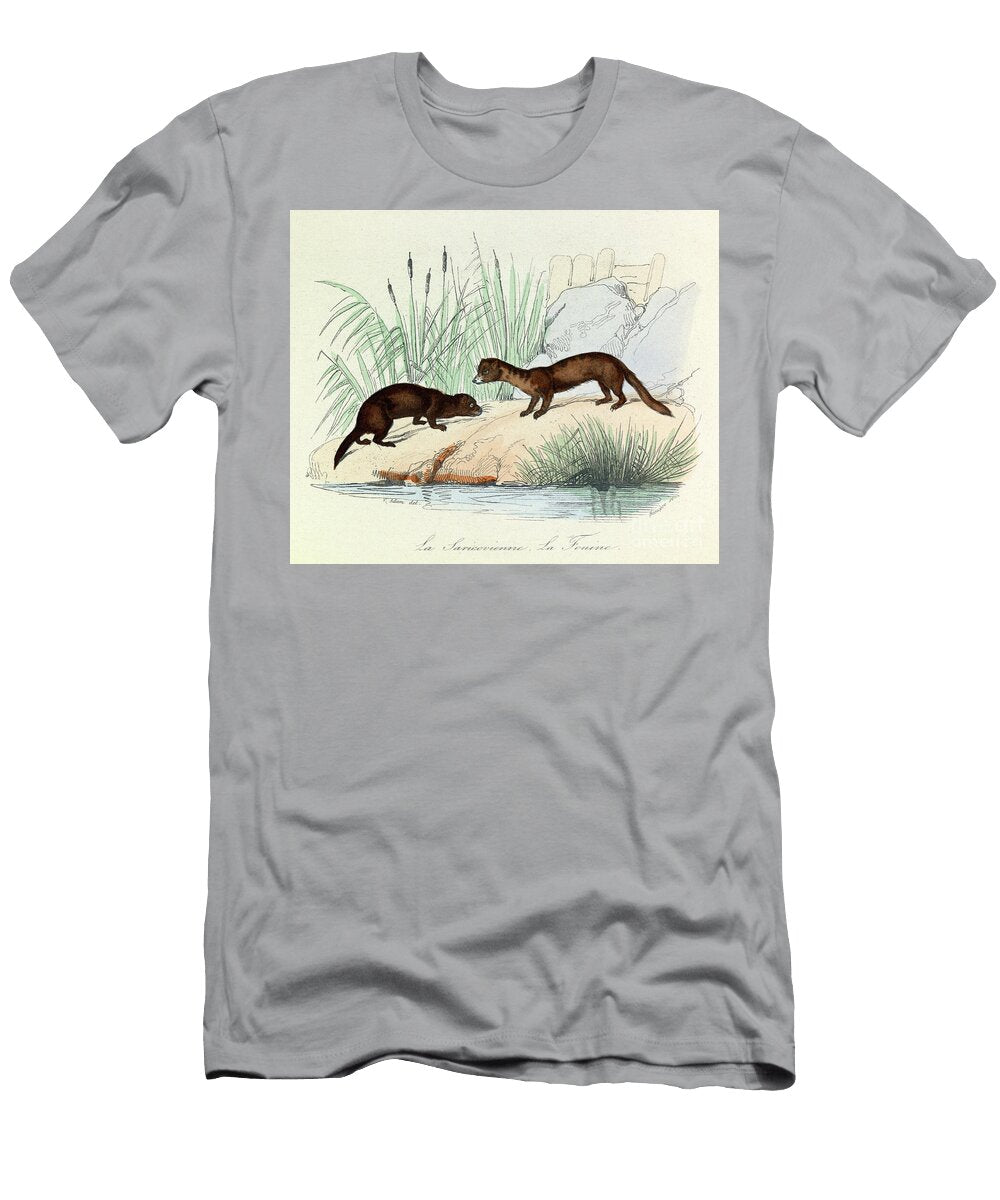 Fouine and Saricovienne Classified By Linneene and Cuvier in Completes De Buffon Engraving Unknown Artist T-Shirt