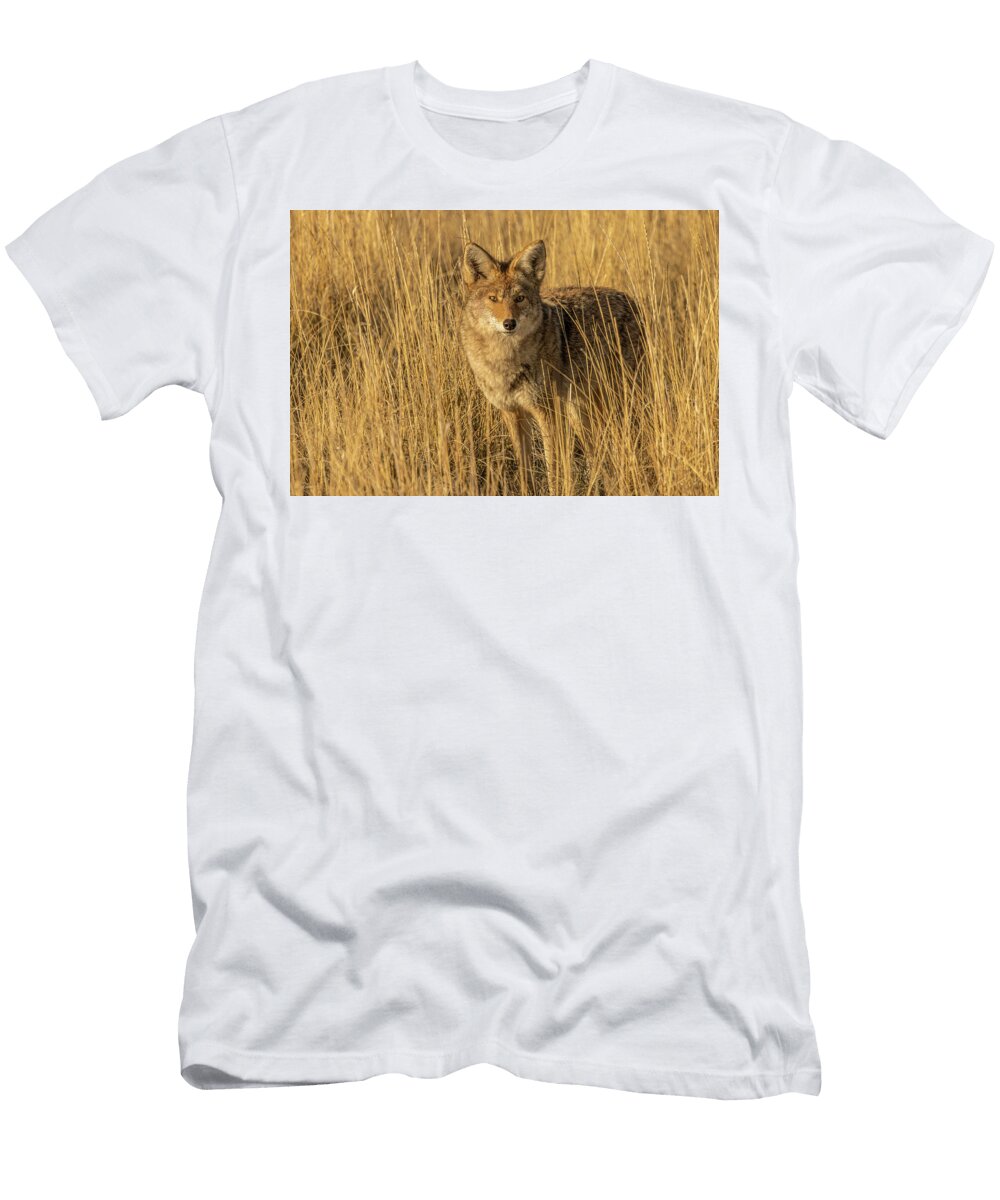 Golden Grass Coyote Kent Keller T-Shirt