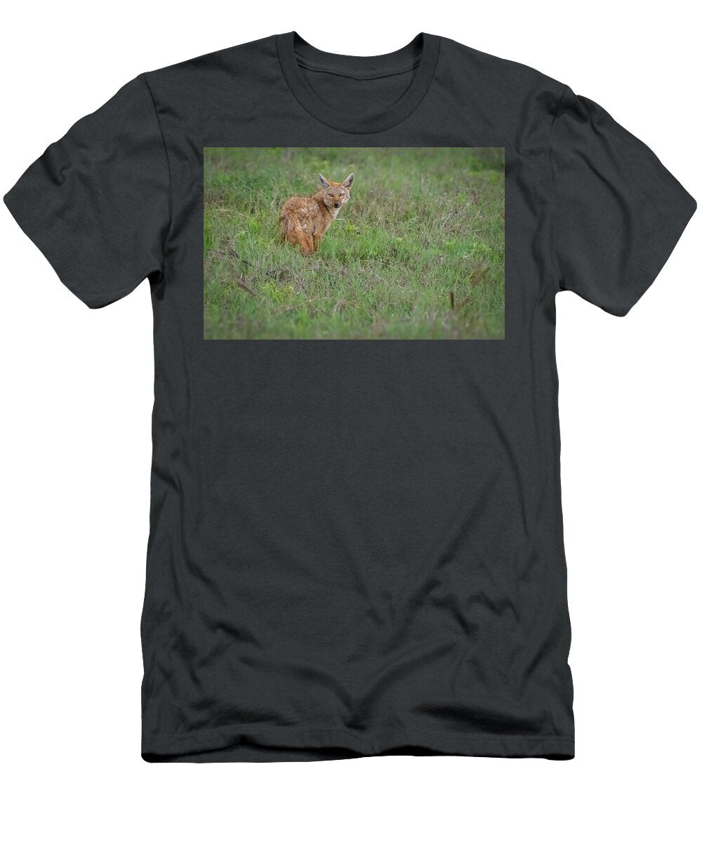 Golden Jackal in a Grassy Field Cindi Alvarado T-Shirt