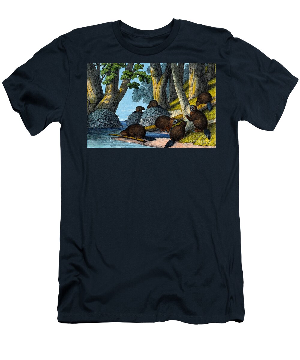 Group of Beavers North America Wellcome Images T-Shirt