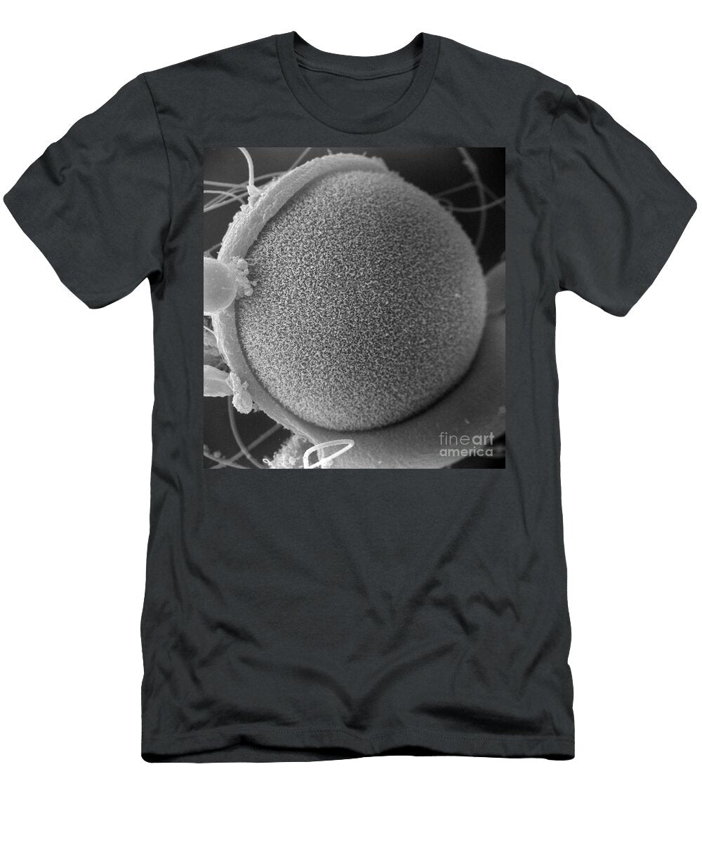 Hamster Oocyte Cumulus Complex David M Phillips T-Shirt