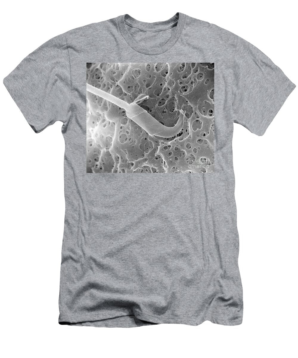 Hamster Spermatozoon on Zona Pellucida David M Phillips T-Shirt