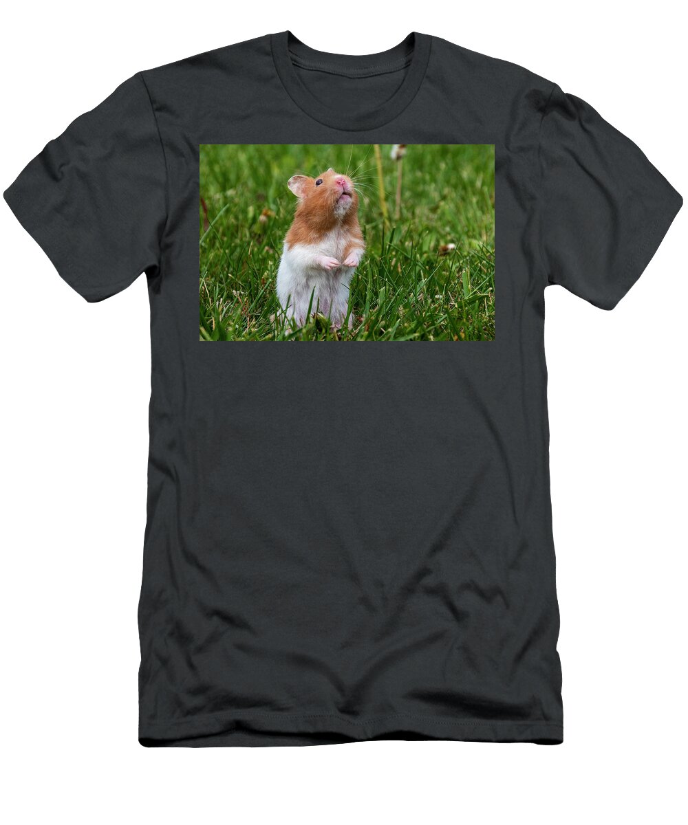 Hamster Standing in Grass Looking Up John Twynam T-Shirt