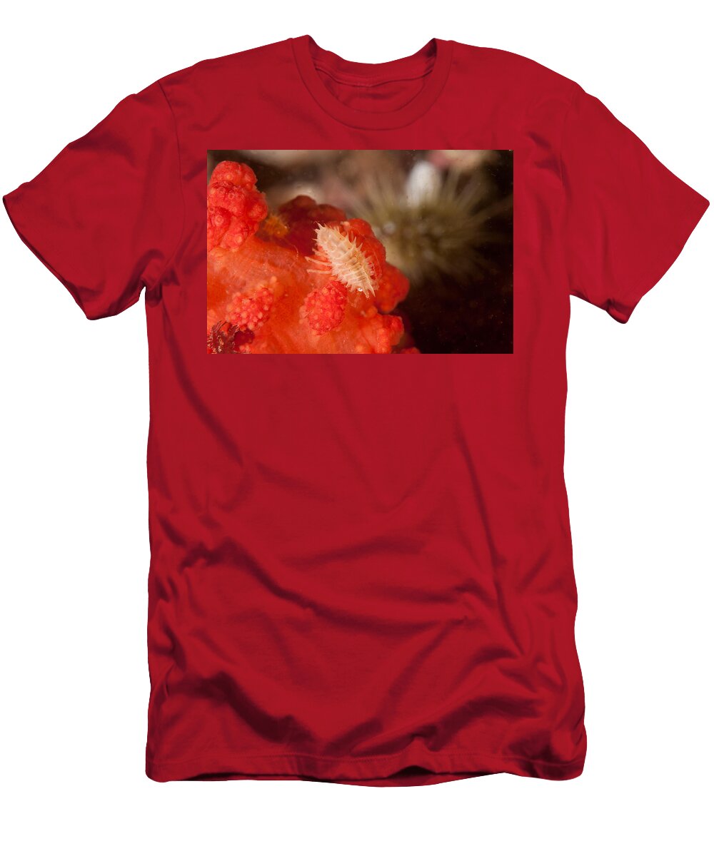 Hedgehog Amphipod Andrew J Martinez T-Shirt
