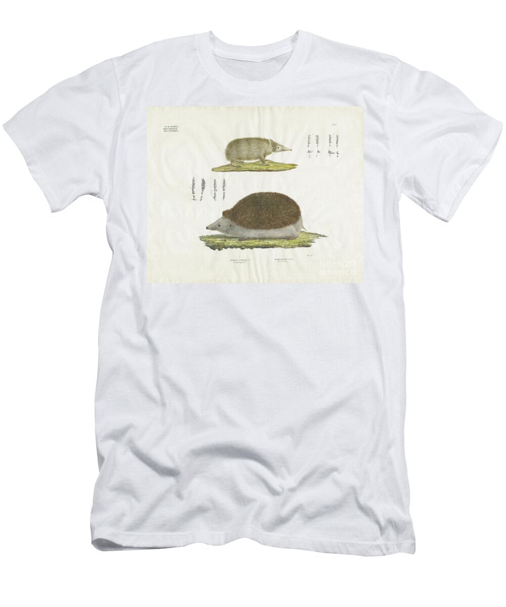 Hedgehog and Tenrec with Anatomical Details Hand Coloured Litho Anstalt Arnz Co T-Shirt