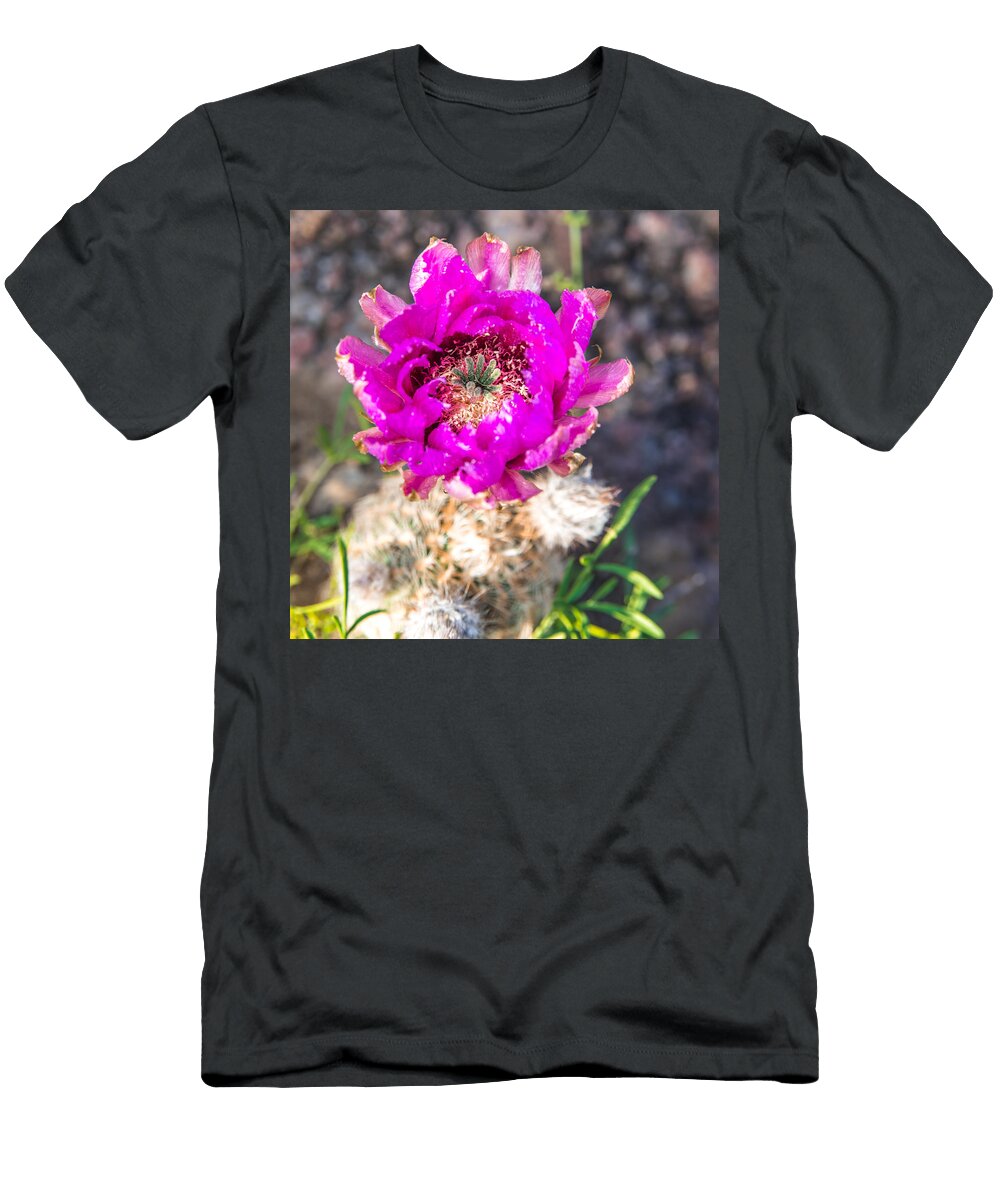 Hedgehog Cactus in Bloom Enchanted Rock Fredericksburg Texas Hill Country Silvio Ligutti T-Shirt