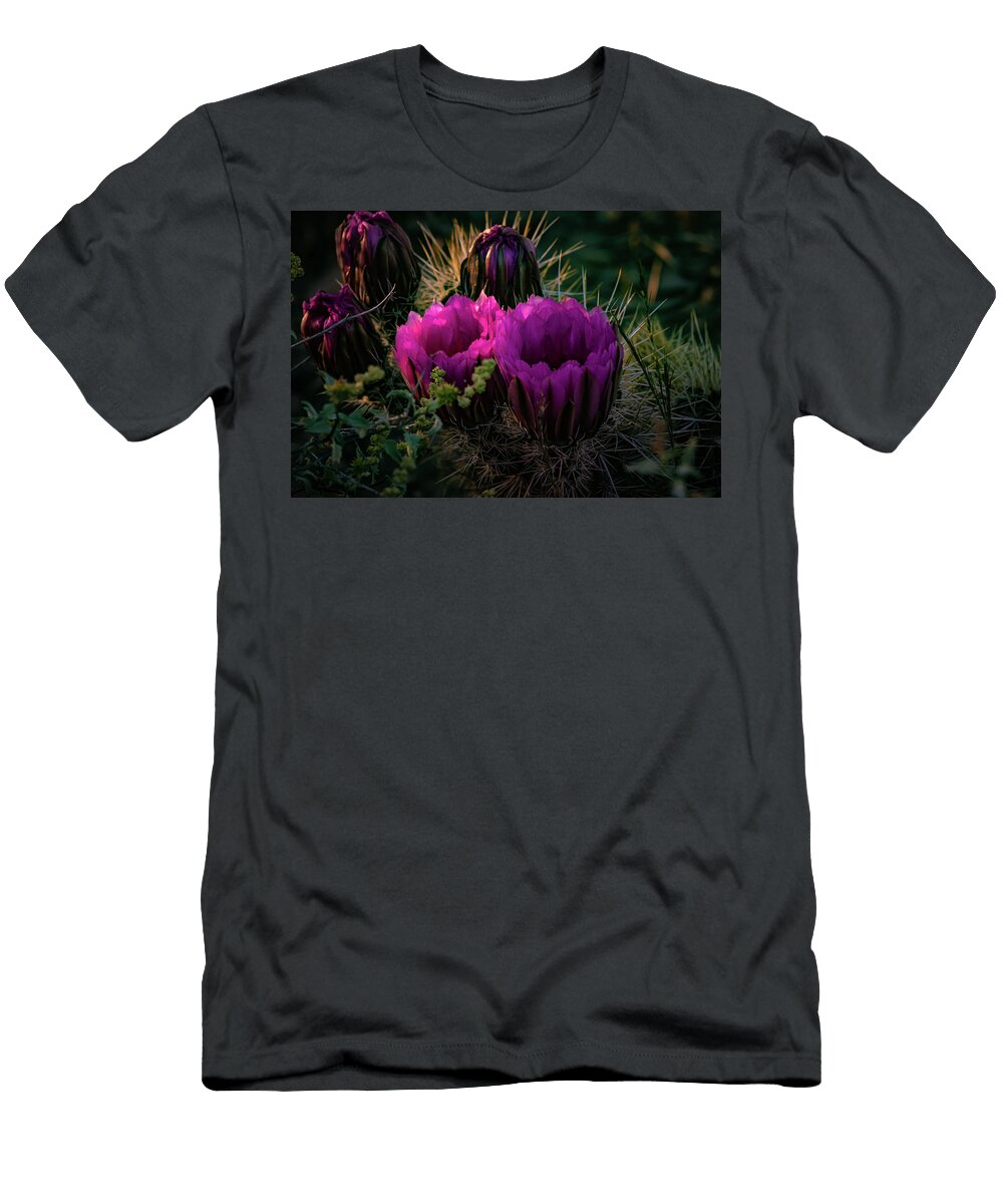 Hedgehog Cactus in Evening Sunlight Linda Unger T-Shirt
