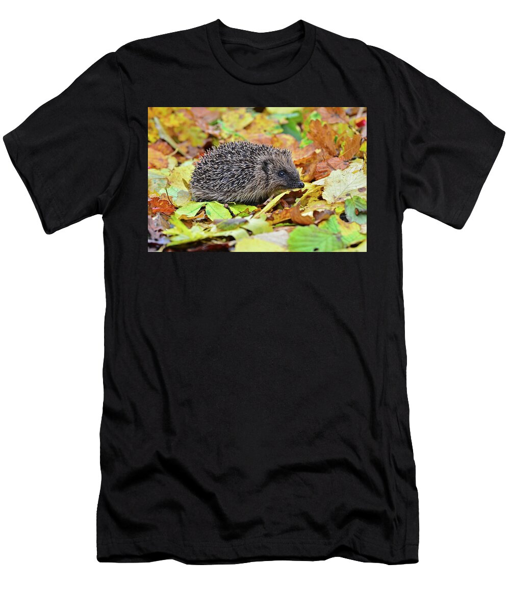 Hedgehog in Autumn Dorset UK Colin Varndell Natureplcom T-Shirt