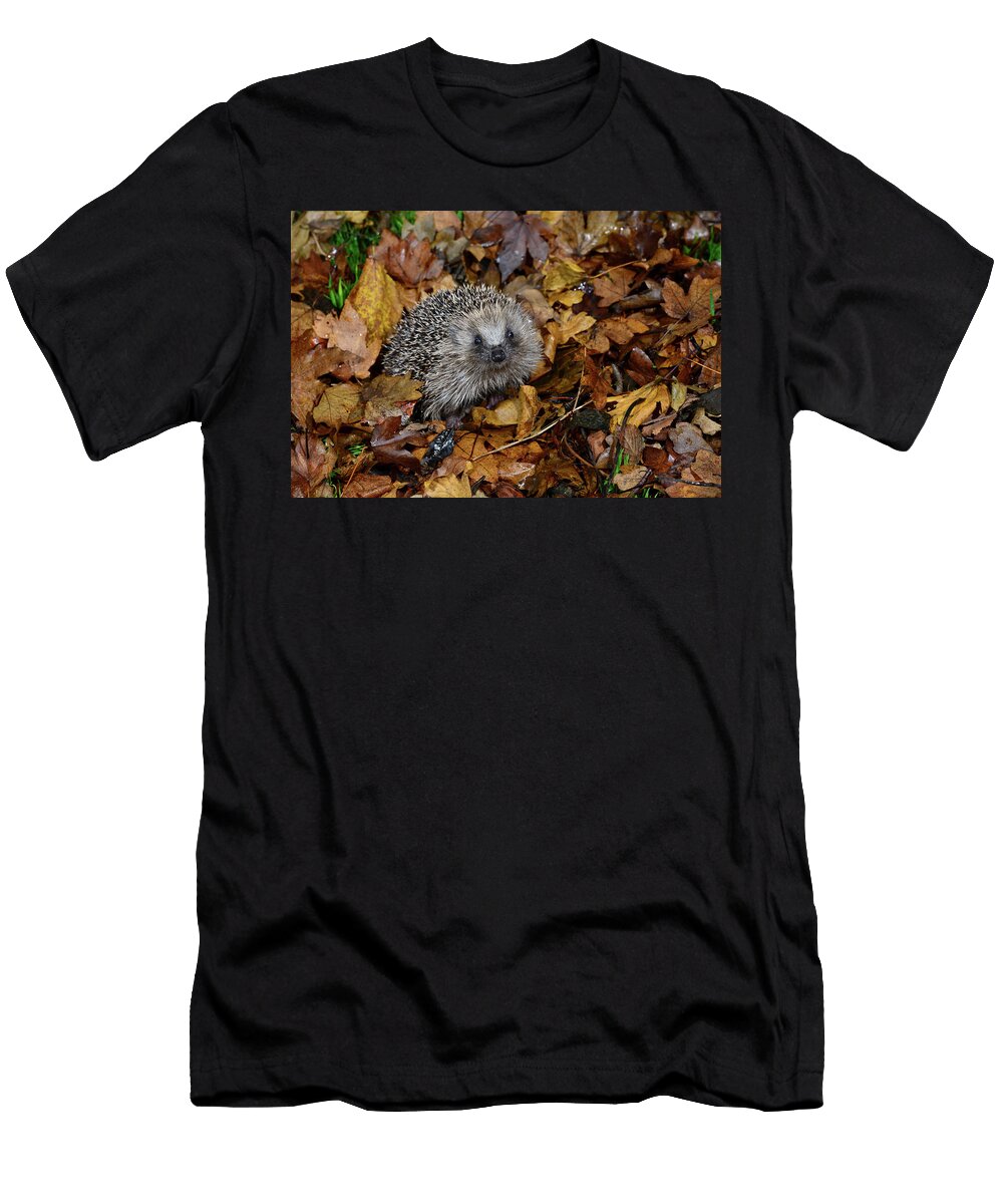 Hedgehog Juvenile in Winter Among Fallen Leaves Dorset Colin Varndell Natureplcom T-Shirt