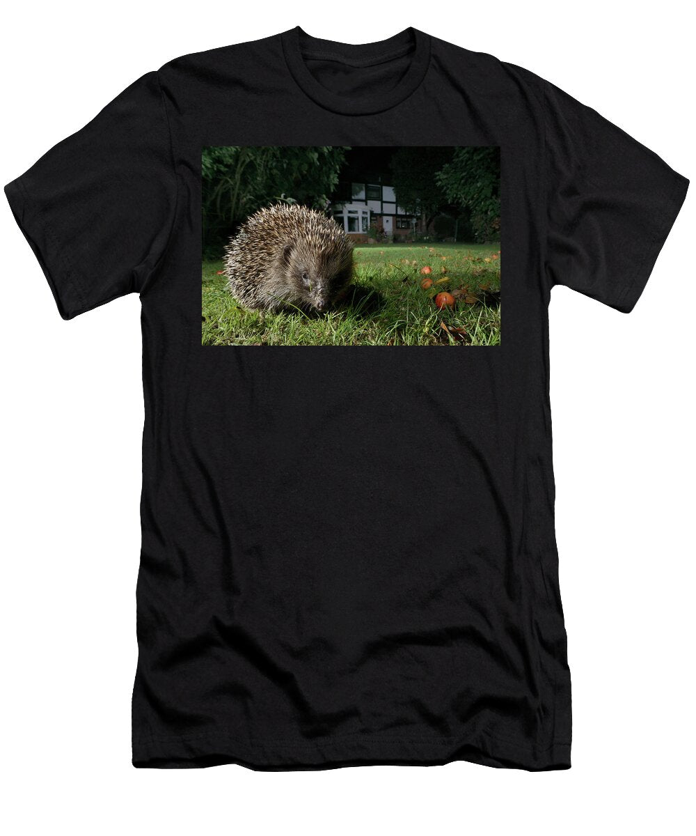Hedgehog on a Lawn At Night Chippenham Wiltshire UK Nick Upton Natureplcom T-Shirt