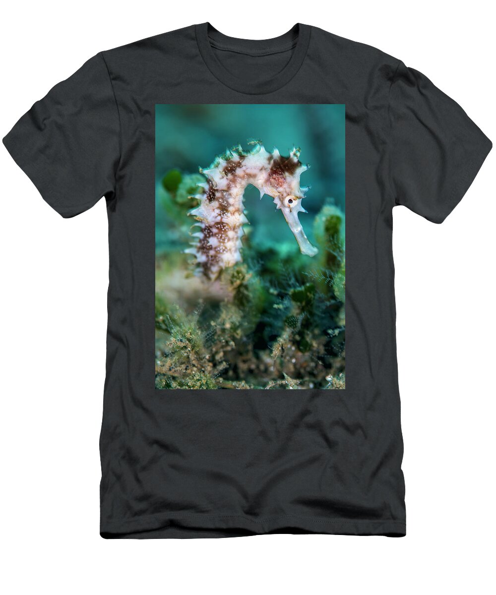 Hedgehog Seahorse Female Portrait Ambon Bay Ambon Alex Mustard Natureplcom T-Shirt