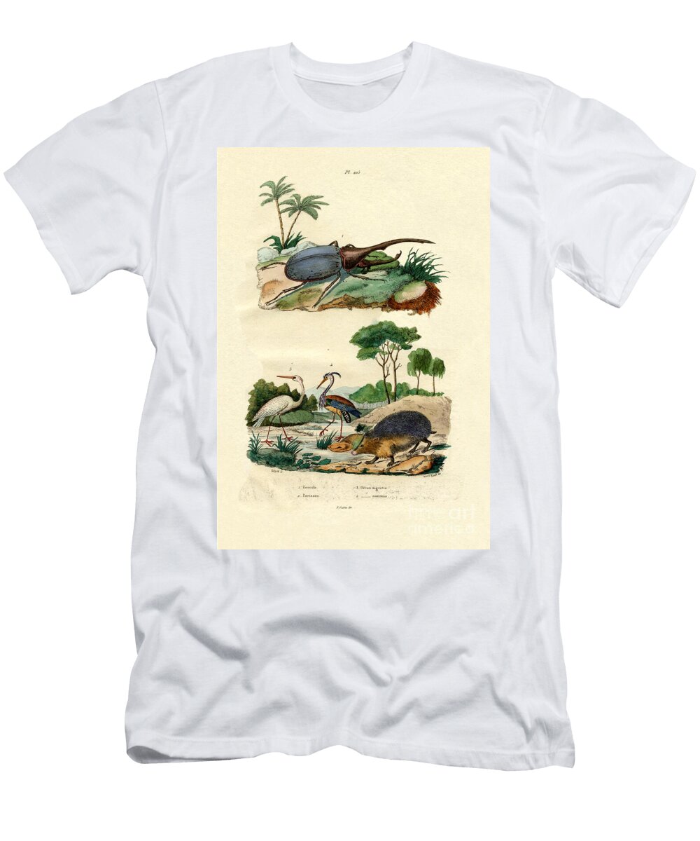 Hercules Beetle 1833 39 French School T-Shirt