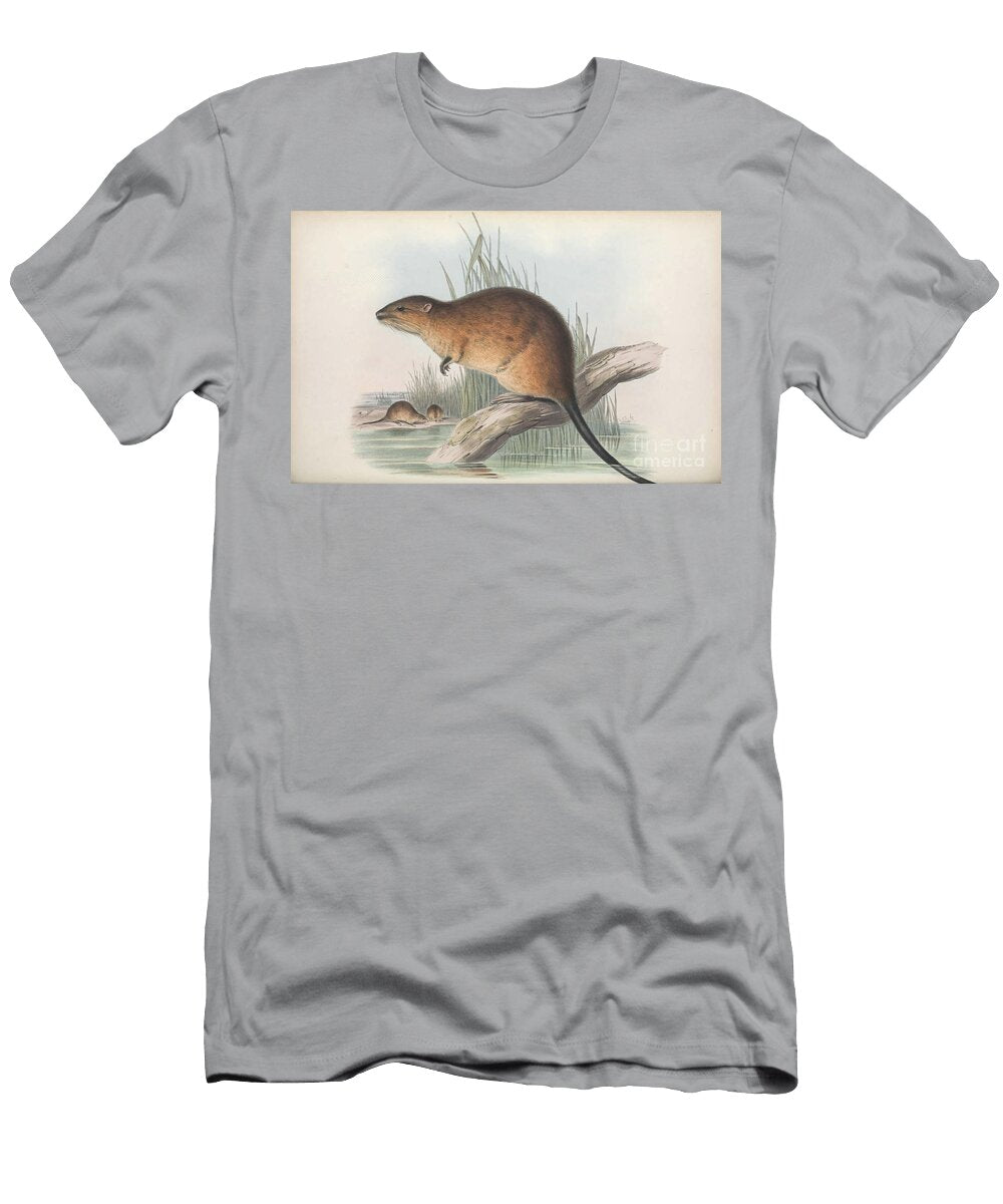 Hydromys Fulvolavatus C3 Historic Illustrations T-Shirt