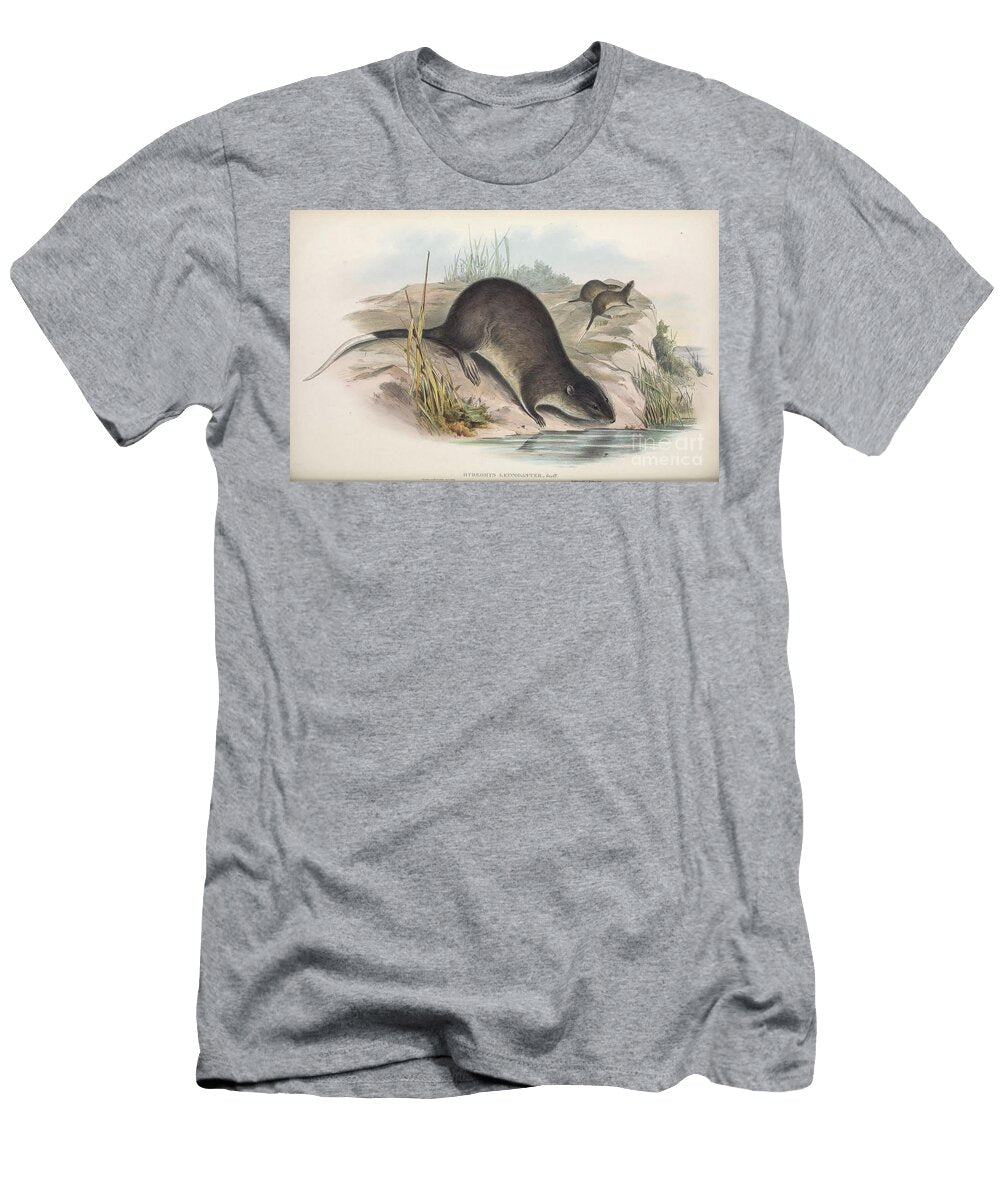Hydromys Leucogaster C4 Historic Illustrations T-Shirt
