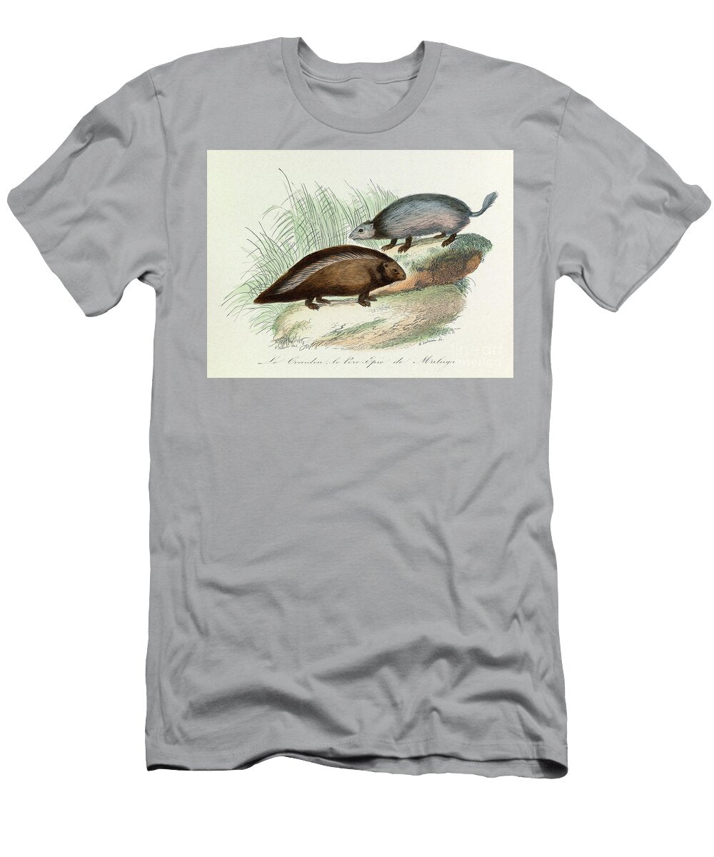 Illustration From the Book Complete Works of Buffon Les Quadrupedes Le Coendou Et Le Pork Epic De Malaga Engraving Unknown Artist T-Shirt