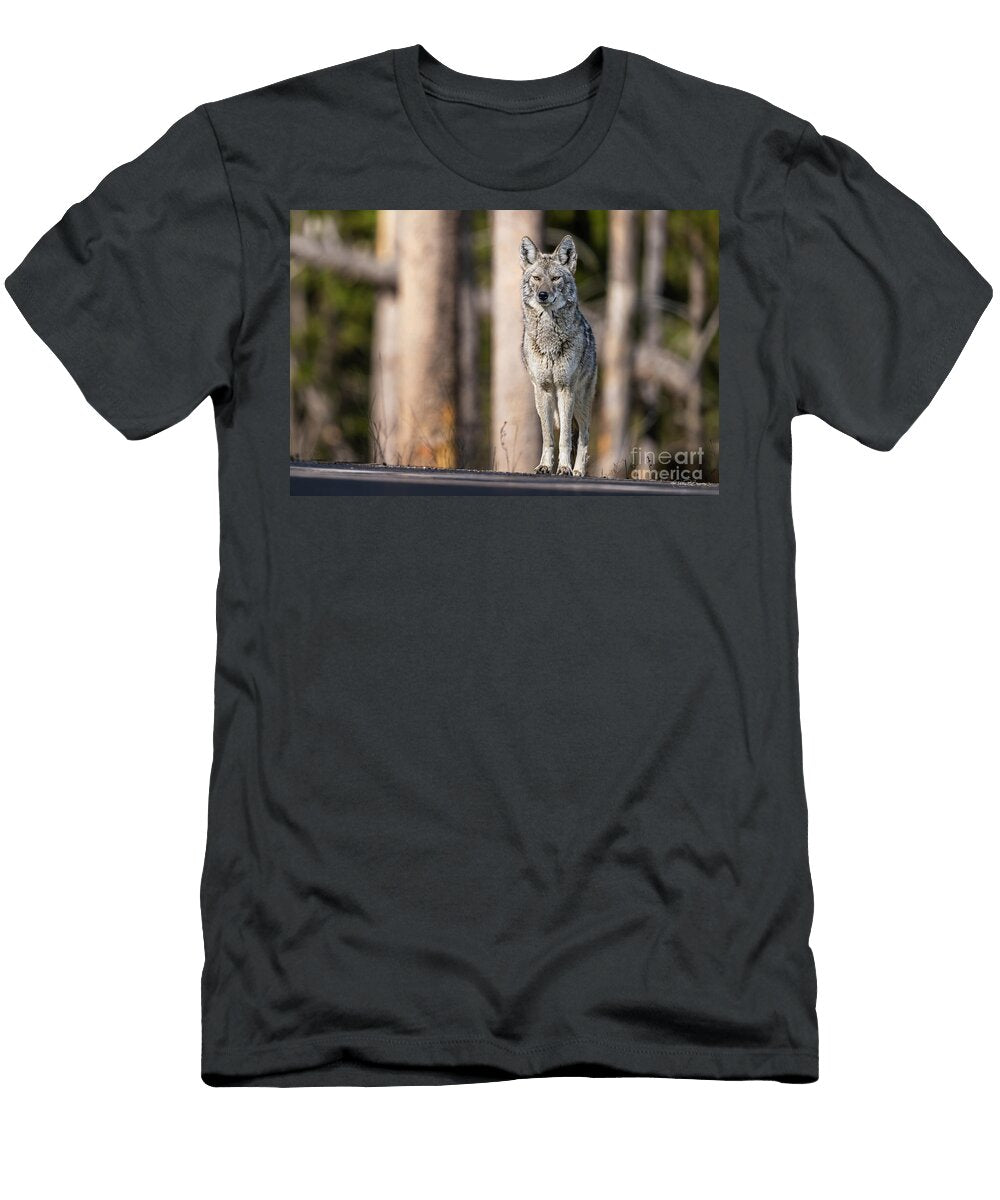 Majestic Coyote Standing in Grand Teton National Park Phillip Espinasse T-Shirt