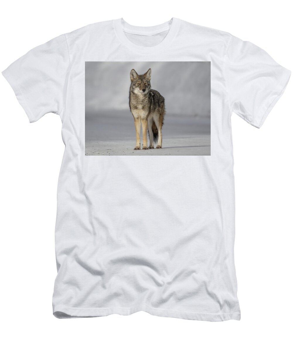 Majestic Coyote Standing in Snow Jonathan Hornsby T-Shirt