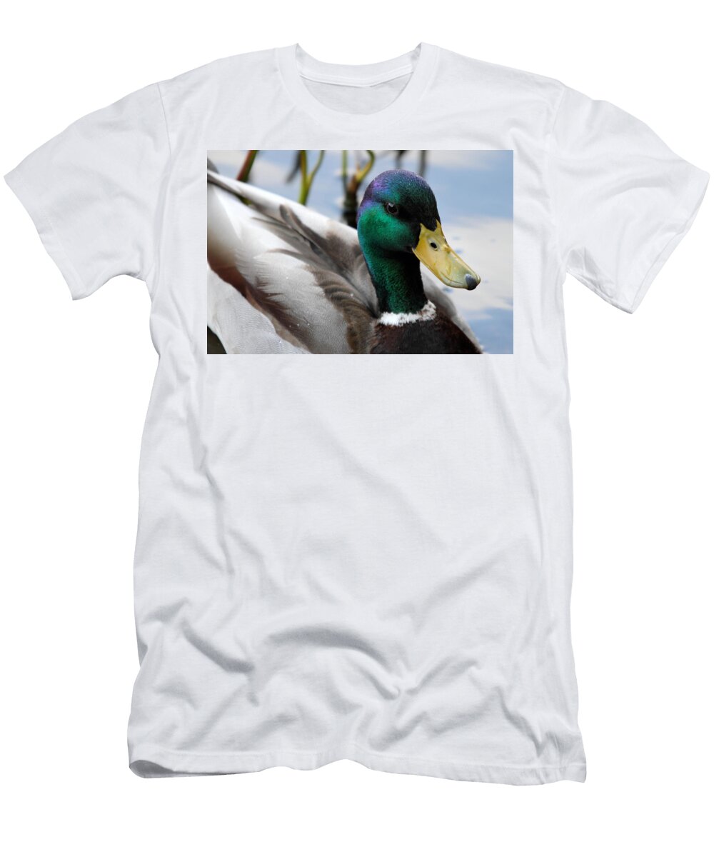 Mallard Duck Pierre Leclerc T-Shirt