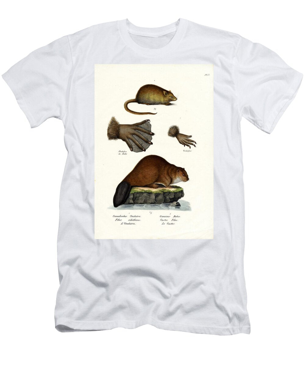 Muskrat 1824 Karl Joseph Brodtmann T-Shirt