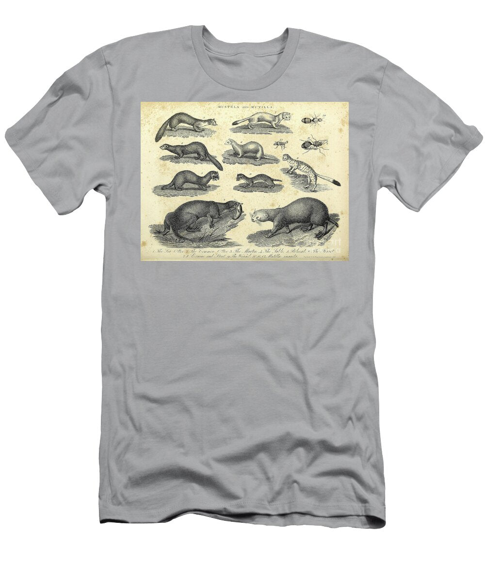 Mustela Weasels and Mutilla Parasitoid Wasps C1 Historic Illustrations T-Shirt